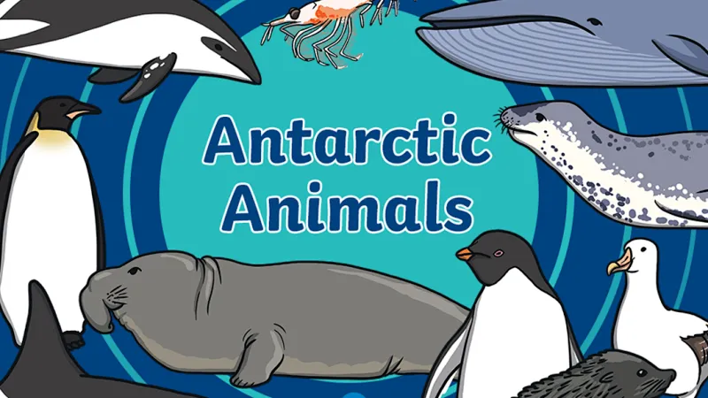 Animals That Live in Antarctica Early Years by a Qualified Teacher | Live  interative class for ages 7-11 | taught by Teacher Arick BSc PGCE QTS TEFL  TESOL | Allschool