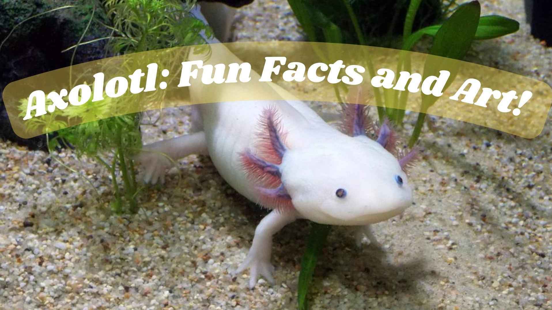 Axolotl: Fun Facts and Art! | Live interative class for ages 6-10 ...