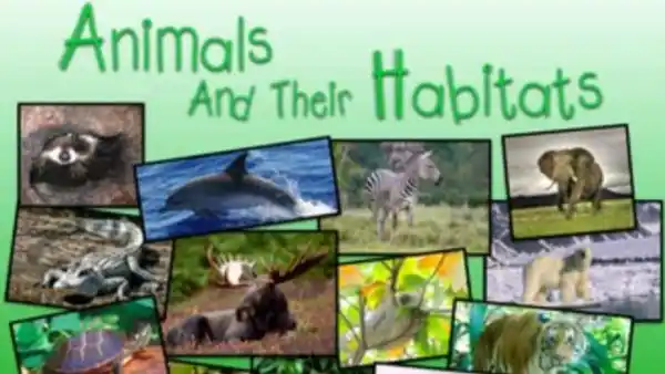 ESL Animals and their Habitats | Live interative class for ages 7-11 |  taught by Teacher Kerry | Allschool