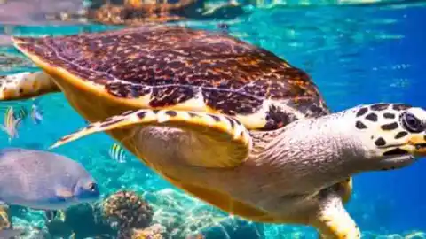 Marine Biology : All About Turtles