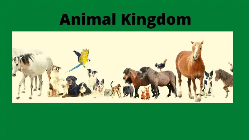Secrets of the Animal Kingdom | Live interative class for ages 6-9 | taught  by Rose | Allschool