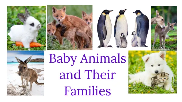 Baby Animals and Their Families | Live interative class for ages 3-5 |  taught by Ms. Laura Paxton, .,  | Allschool