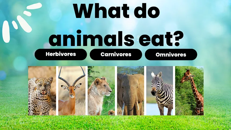 Animal Lovers Class - Let's Learn What Animals Eat! | Live interative class  for ages 8-12 | taught by Jeanette | Allschool