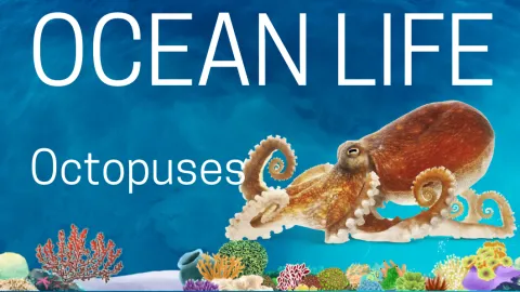 Ocean Life - Octopuses