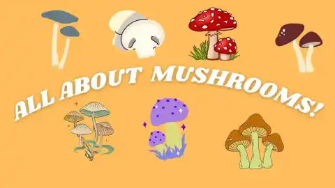 All About Mushrooms!