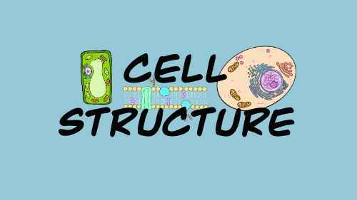 Cell Structure - Eukaryotic Cells, Prokaryotic cells & Organelles ...