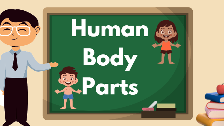 human-body-parts-and-their-functions-function-of-humanbody-parts-in