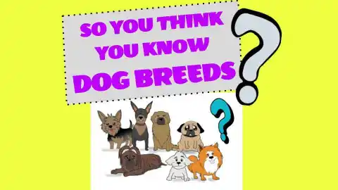 So You Think You Know Dog Breeds? A Trivia Class For Dog Lovers