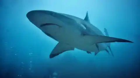 The Fascinating World Of Sharks!
