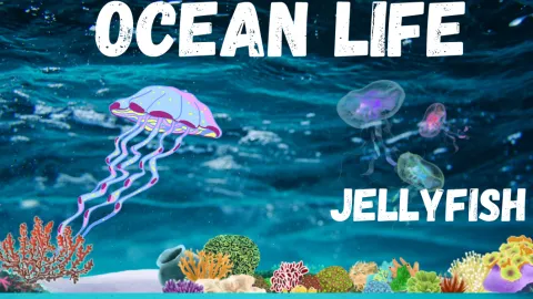 Ocean Life - Jellyfish