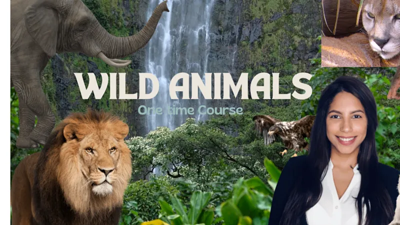 Wild Animals | My Favorite Animal | Live interative class for ages 6-12 |  taught by Teacher Cindy | Allschool