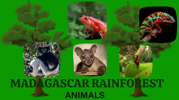 5 Unique Animals In The Madagascar Rainforest | Live interative class for  ages 5-8 | taught by Tiffany | Allschool