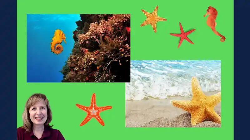 Cool Ocean Animals: Starfish and Seahorses | Live interative class for ages  4-6 | taught by Mary Jane | Allschool