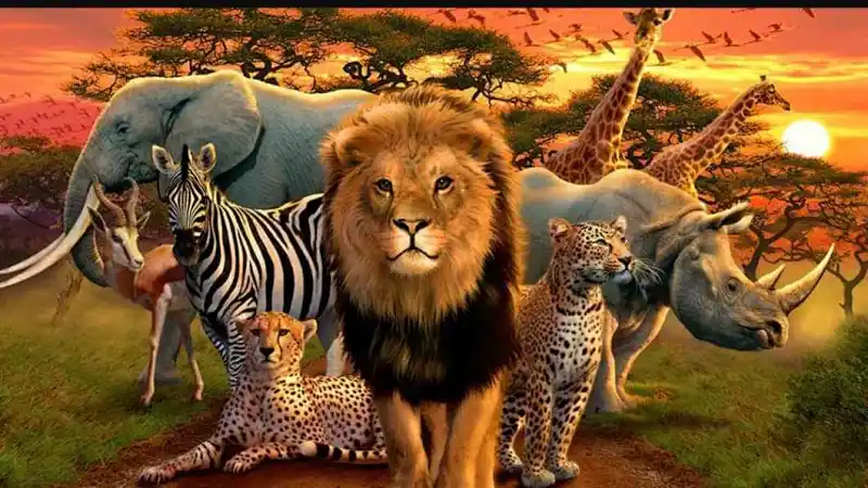Africa's Big 5 Animals | Live interative class for ages 8-12 | taught by  Miss Zee | Allschool