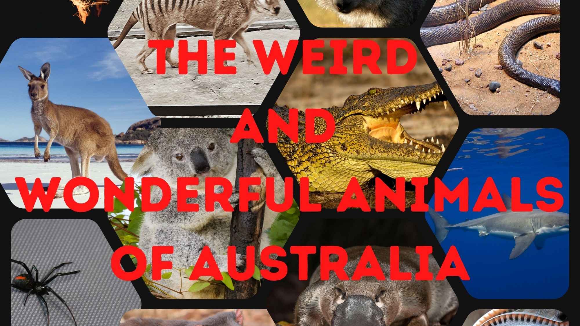 Discover The Weird And Wonderful Animals of Australia / Aboriginal ...